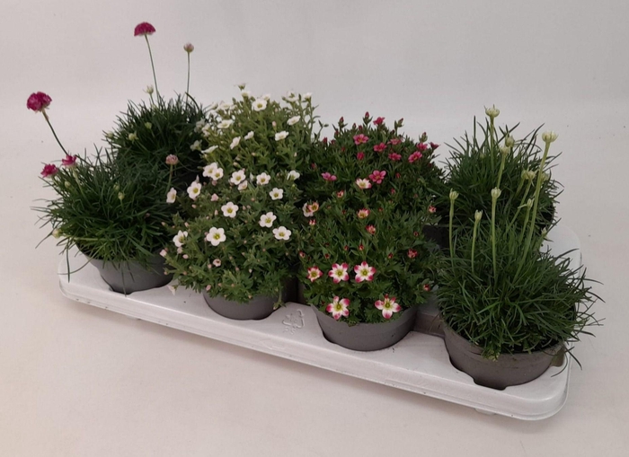<h4>Vaste Planten mix 12 cm</h4>