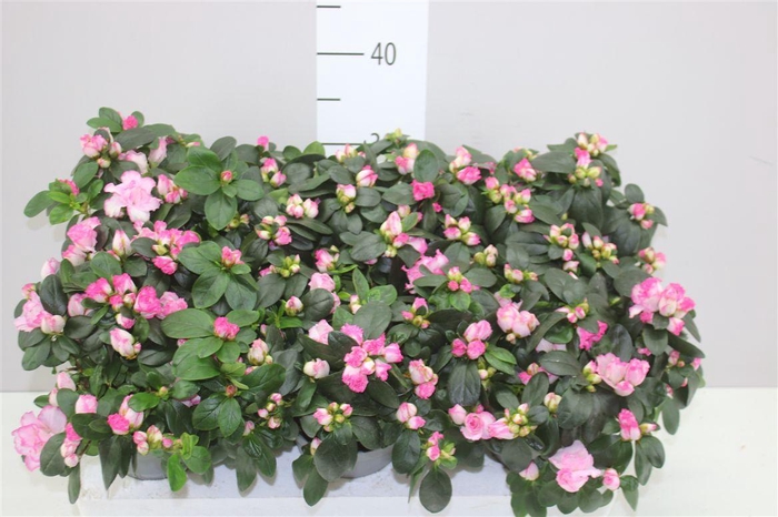 <h4>Rhododendron Si Hulsten</h4>