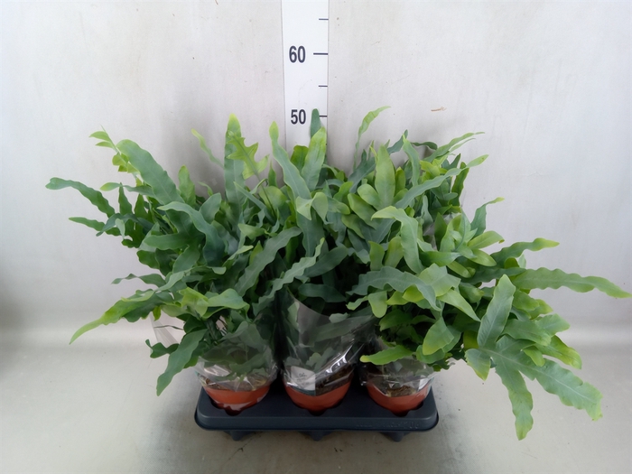 <h4>Phlebodium aureum 'Blue Star'</h4>