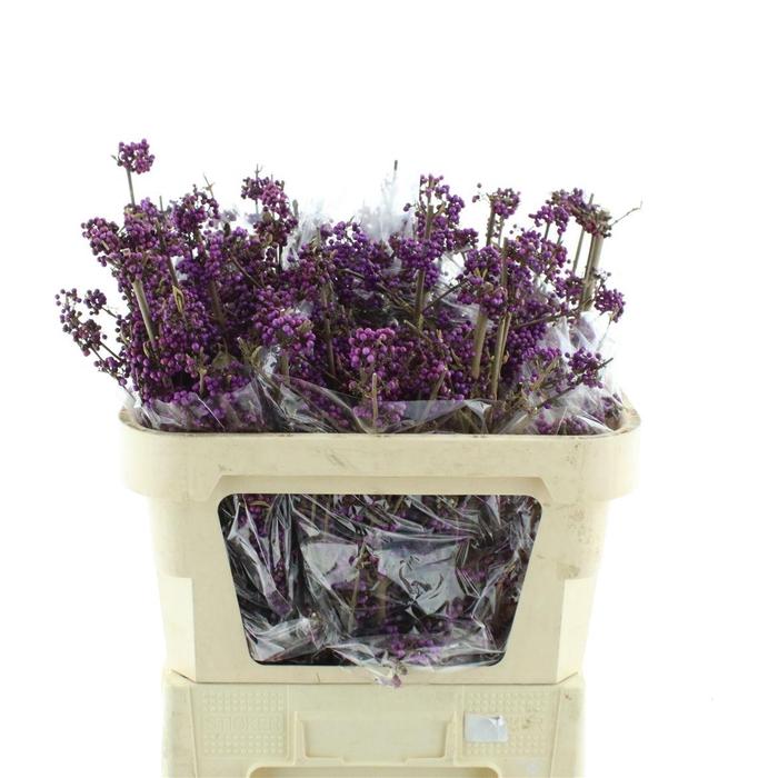 <h4>Callicarpa Bod Profu</h4>