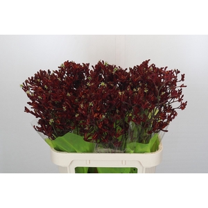 Kangaroo Paw Bush Ruby