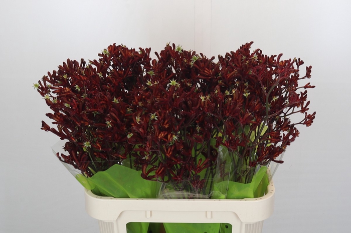 <h4>Kangaroo Paw Bush Ruby</h4>