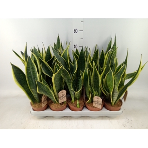 Sansevieria trifa. 'Futura Superba'