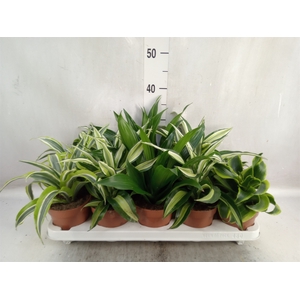 Dracaena   ...mix