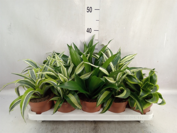 <h4>Dracaena   ...mix</h4>