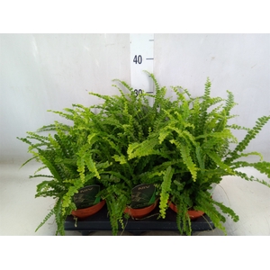 Nephrolepis cord. 'Duffii'