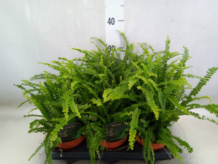 <h4>Nephrolepis cord. 'Duffii'</h4>