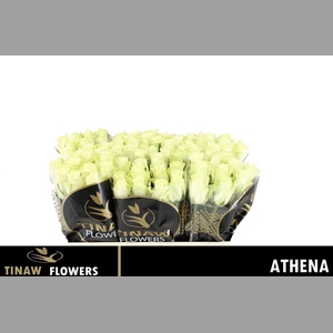 R Gr Athena