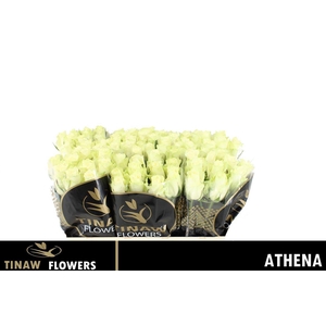 R Gr Athena