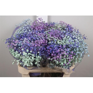 Gyps Rb Light Pink Light Purple