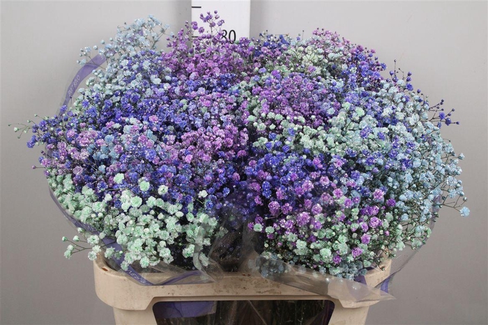 Gyps Rb Light Pink Light Purple