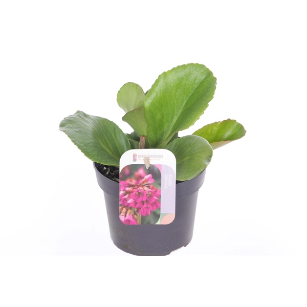 <h4>Bergenia cordifolia Winterglut</h4>
