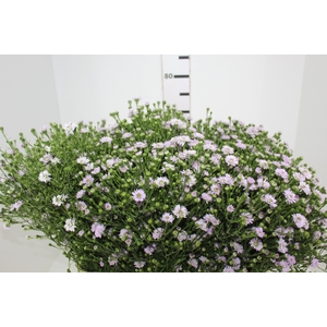 ASTER PLUS 070 CM MIN 20 GRAMAS LILAS