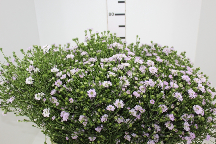 <h4>ASTER PLUS 070 CM MIN 20 GRAMAS LILAS</h4>
