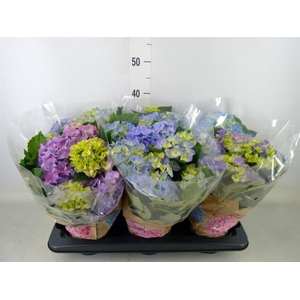 Hydrangea mac. 'Early Blue'