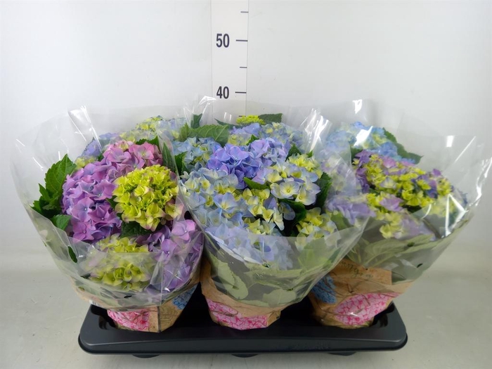 <h4>Hydrangea mac. 'Early Blue'</h4>