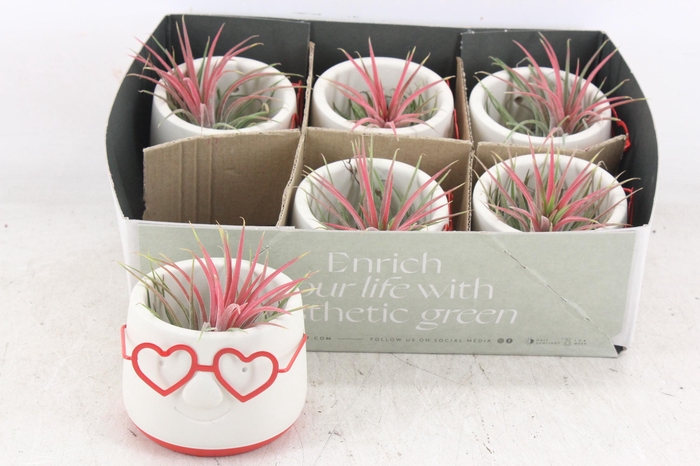 <h4>arr3 CP - Love dude glasses x6</h4>