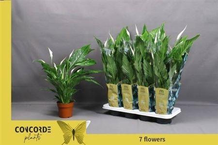 <h4>Spath Sweet Chico</h4>