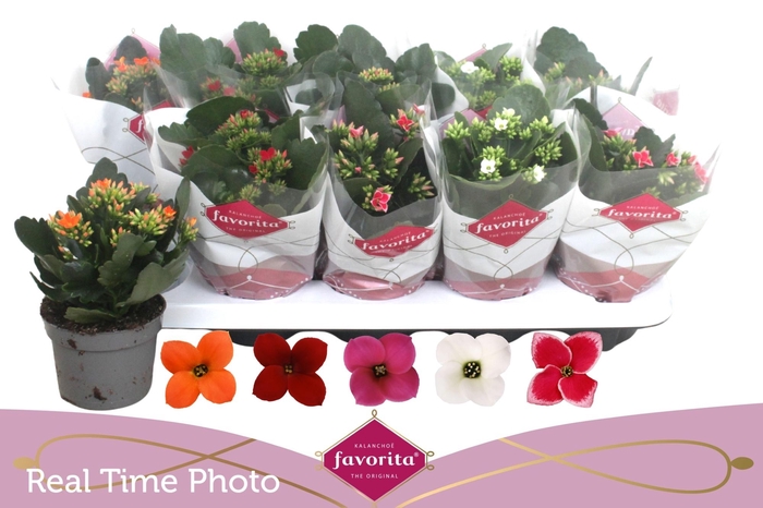 <h4>KAL EN GEM 5 KL</h4>