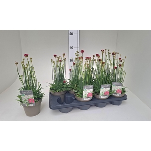 ARMERIA MARITIMA