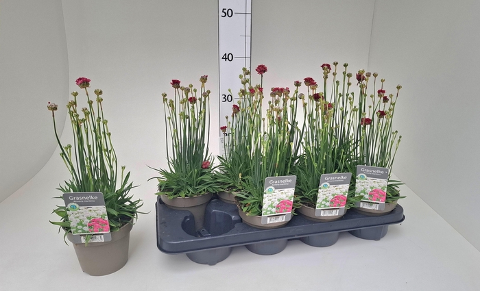 <h4>ARMERIA MARITIMA</h4>