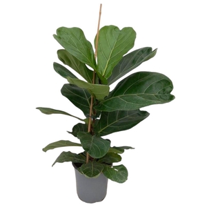 FICUS LYRATA