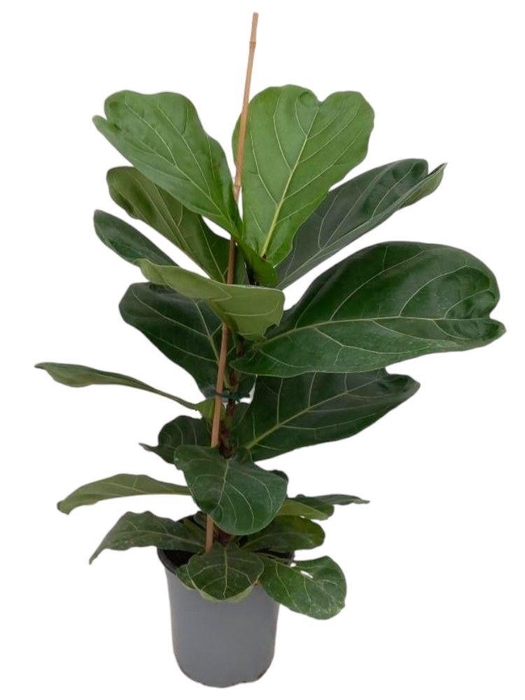 <h4>FICUS LYRATA</h4>