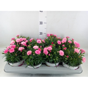 Dianthus  'I Love U'