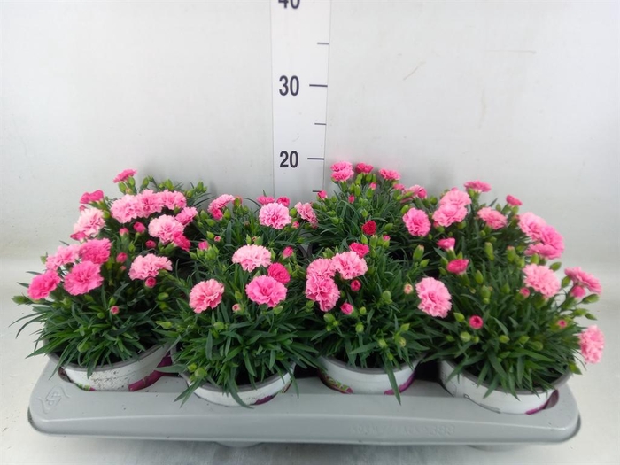 <h4>Dianthus  'I Love U'</h4>