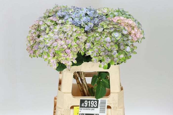 <h4>Hyd Revolution Pastel</h4>