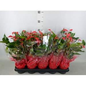 Anthurium  'Trillions Red'