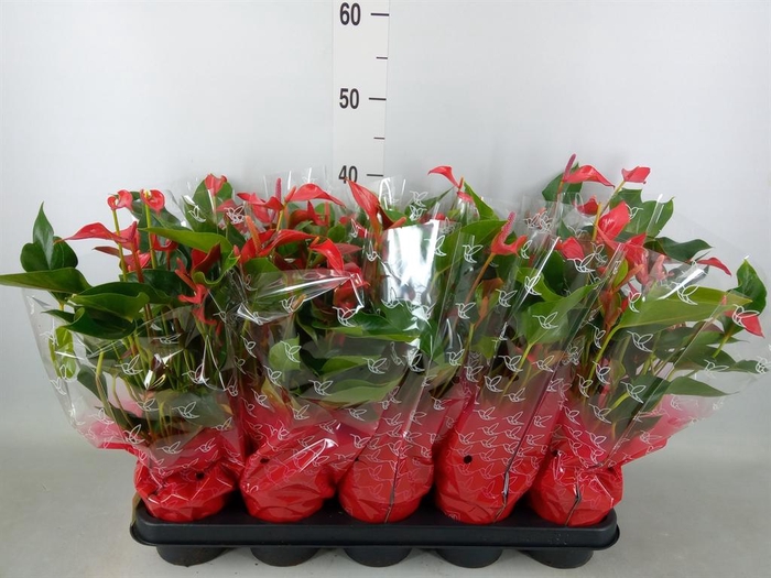 <h4>Anthurium  'Trillions Red'</h4>