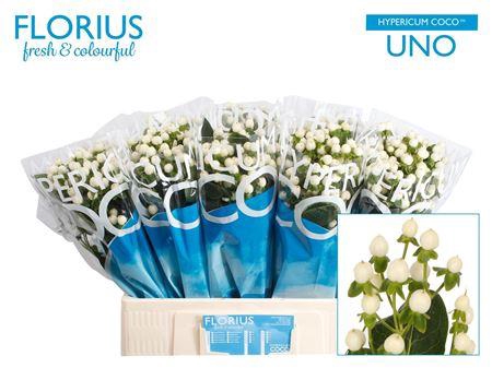 <h4>Hyp Coco Uno</h4>