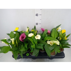Zantedeschia   ...mix