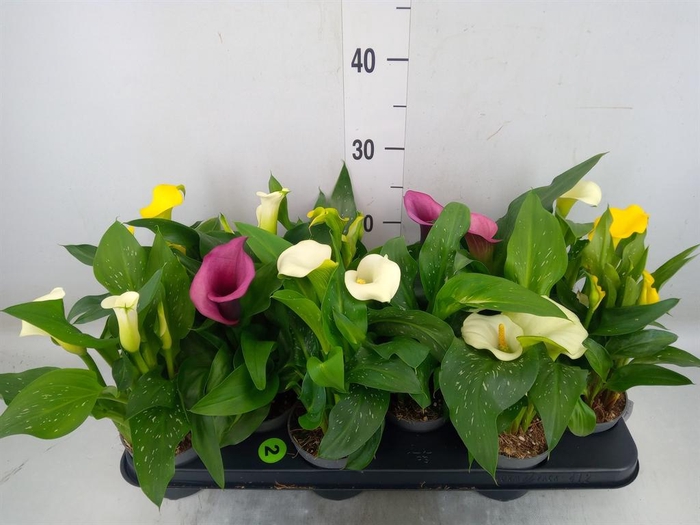 <h4>Zantedeschia   ...mix</h4>