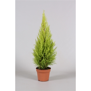 Cupressus Goldcrest Wilma - hoogte 55-60