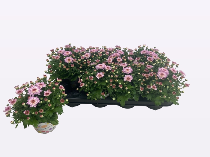 <h4>CHRY FLAIR PINK</h4>