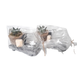 Arr.   Kamerplant Groen H%