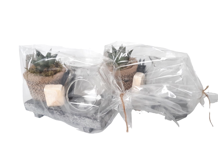 <h4>Arr.   Kamerplant Groen H%</h4>