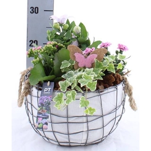 ARR TUINPLANTEN