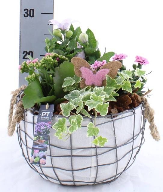 <h4>ARR TUINPLANTEN</h4>