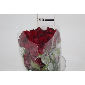 ROSA EXPLORER 050 CM ESTUFA