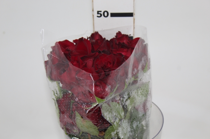 <h4>ROSA EXPLORER 050 CM ESTUFA</h4>