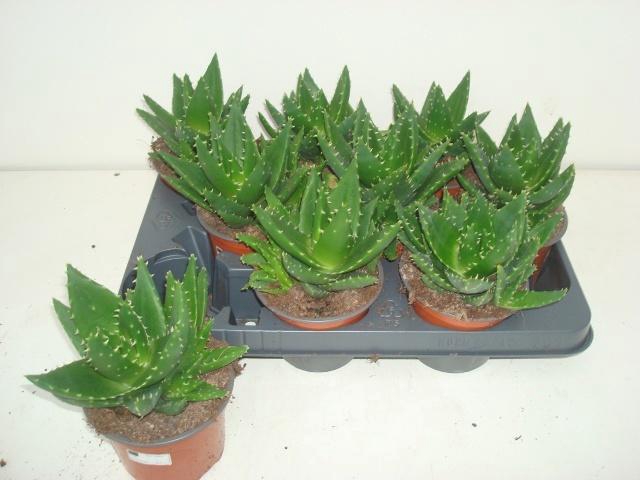 <h4>ALOE PERFOLIATA</h4>
