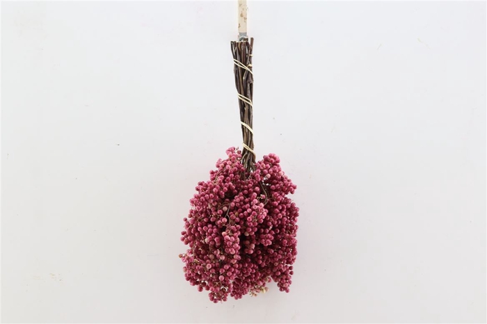 Schinus M Pink Bunch