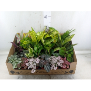 Planten Groen   ...mix 24
