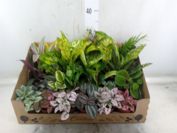 <h4>Planten Groen   ...mix 24</h4>