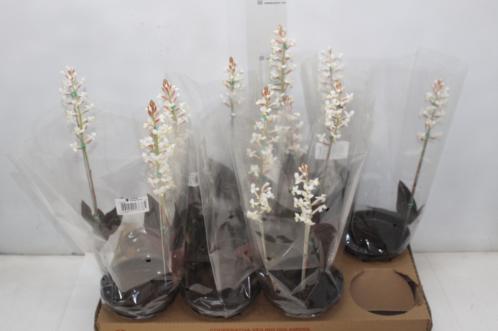 <h4>LUDISIA P15</h4>