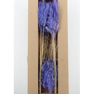 DF Pampas 115cm Lavander