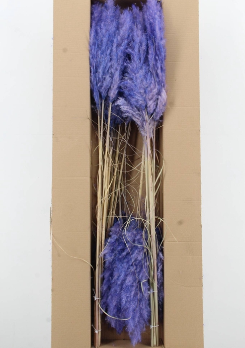 <h4>DF Pampas 115cm Lavander</h4>